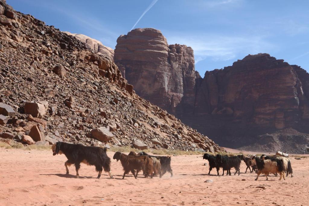 Bedouin Expedition Wadi Rum Exterior photo