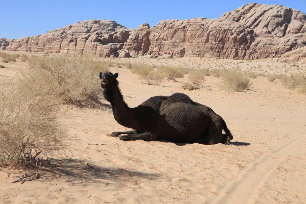 Bedouin Expedition Wadi Rum Exterior photo